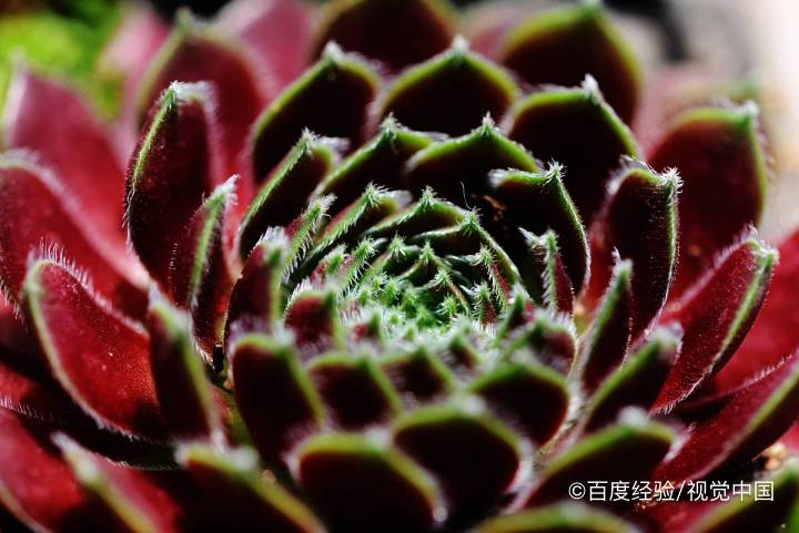 紫乐多肉夏天怎么养