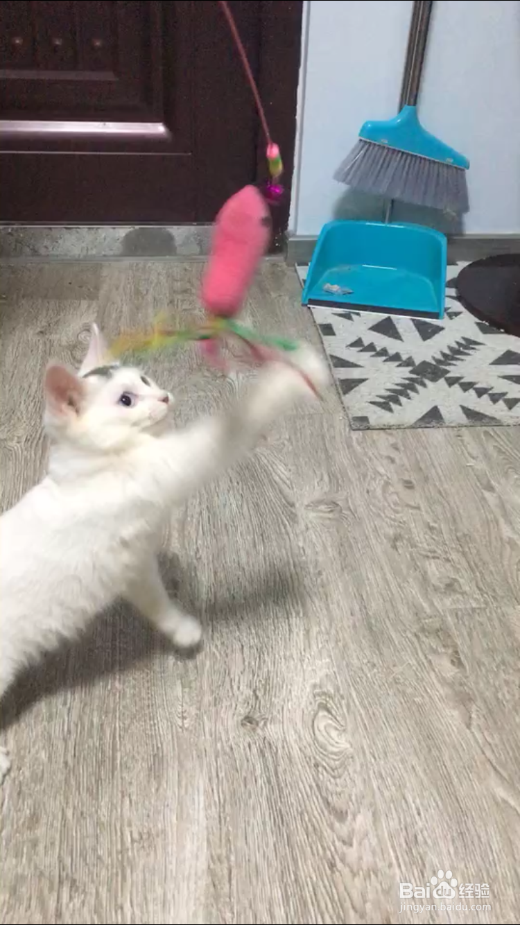 猫晚上太吵怎么办
