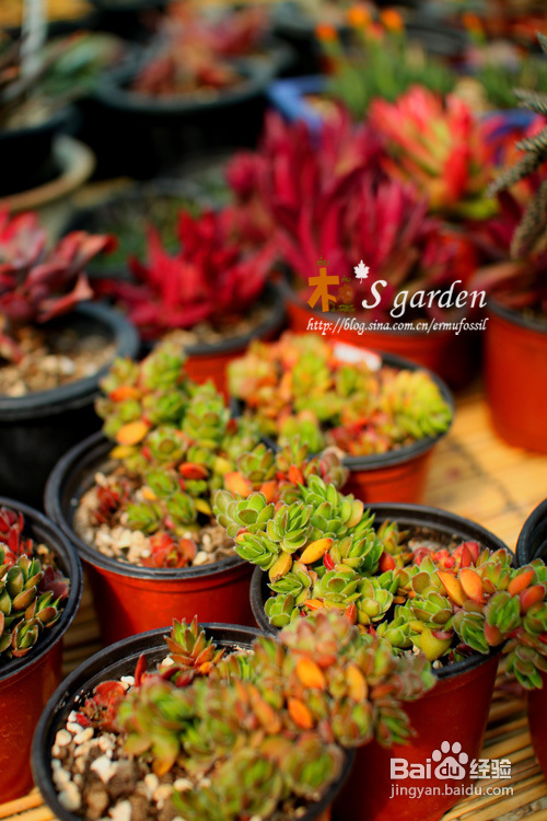 植物摄影小窍门+皮神山大王记