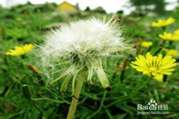草药就在我们身边：蒲公英