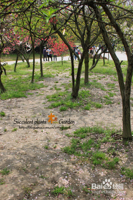 上海植物园（上）