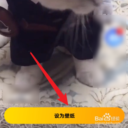 宠物邦如何设置手机动态壁纸