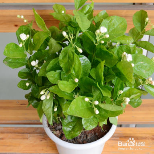 茉莉花的养护技巧有哪些?