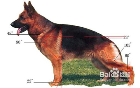 0-40.0公斤) 雌性德牧体重48.5-70.6磅(22.0-32.0公斤)