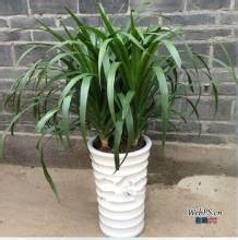 怎样清除新装修房子的甲醛