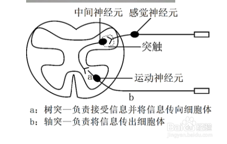 传入神经和传出神经的区别