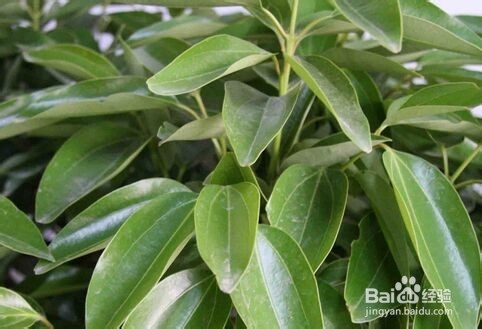 平安树叶子黄怎么办