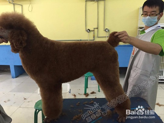 赛级贵宾犬的美容方法