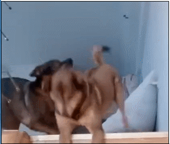 狗狗蹦迪表情包