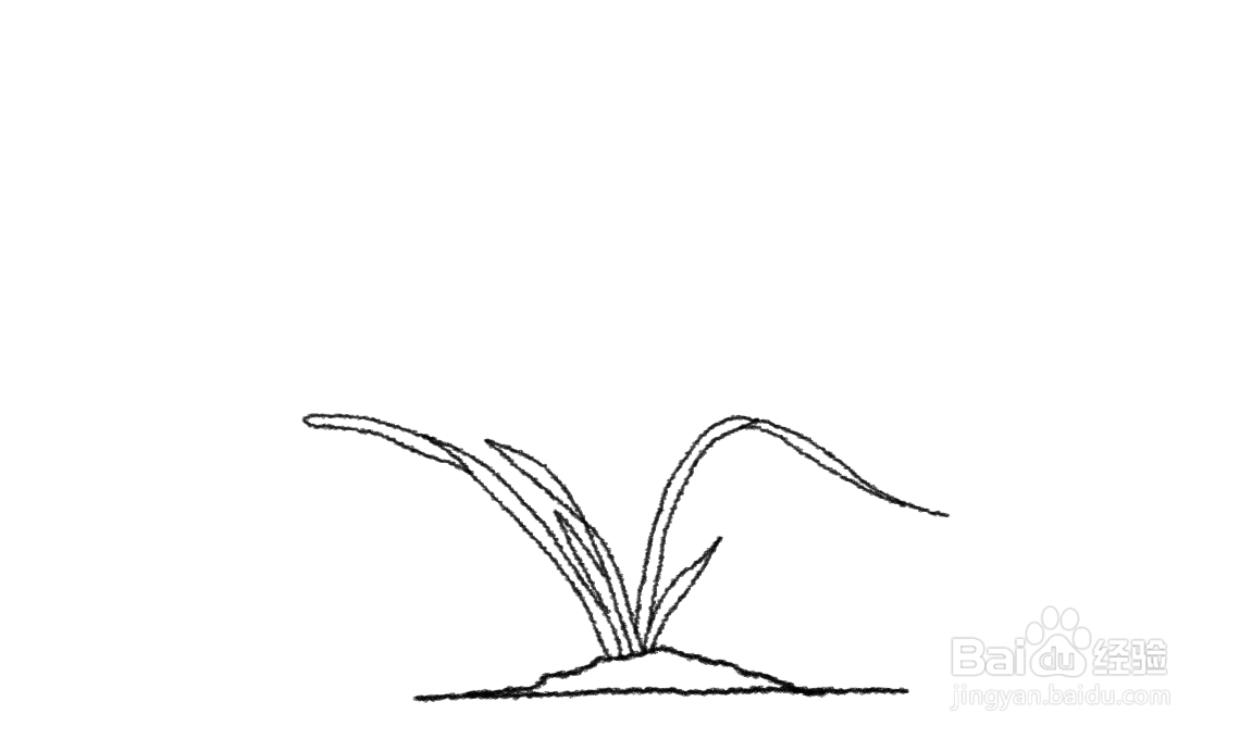 香妃兰花怎么简笔画