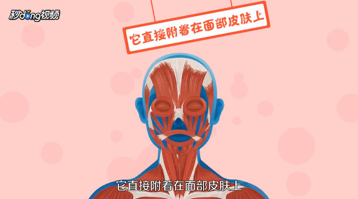 酒窝是如何形成的？