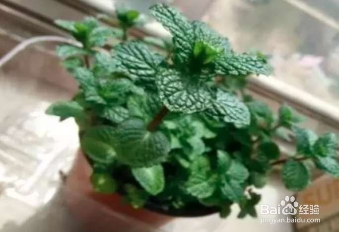 盆栽薄荷的叶子长白斑怎么办