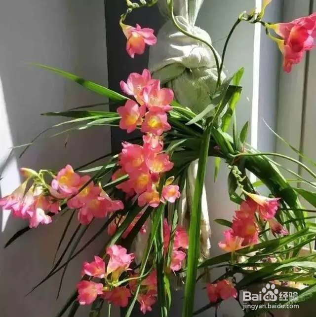 1种花一看像草,开花五颜六色,香味儿特高级