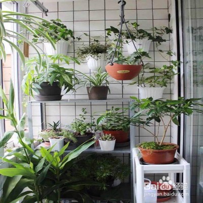 怎样促进植物开花
