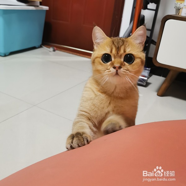 被小猫抓伤表皮怎么办