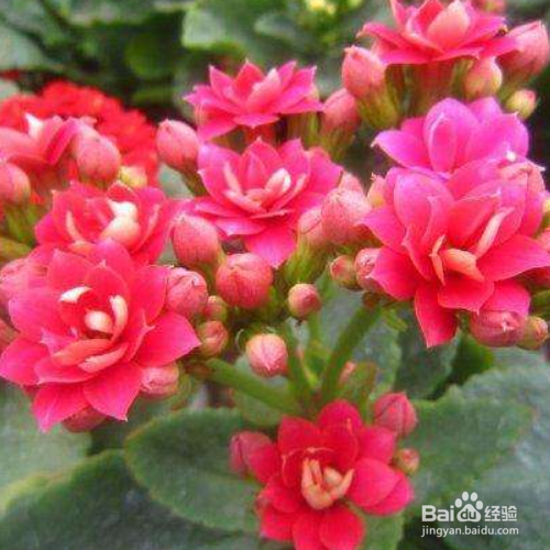 伽蓝菜的养殖技巧和问题诊断