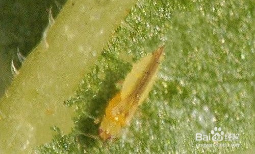 花生蓟马防治方法