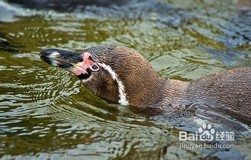 怎样拍摄精美的动物照片