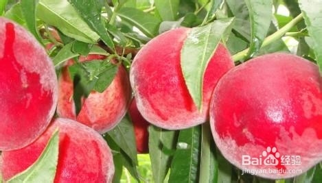 每个月吃什么水果最好