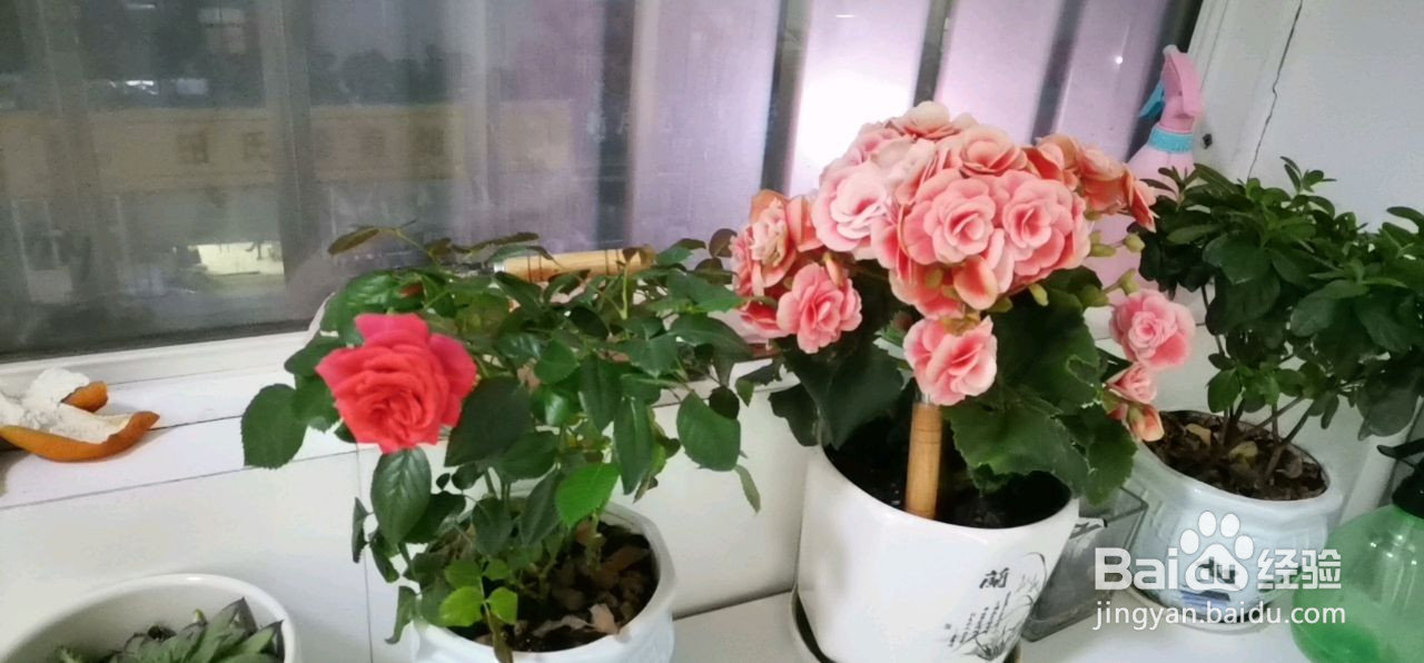 麻婆豆腐的做法