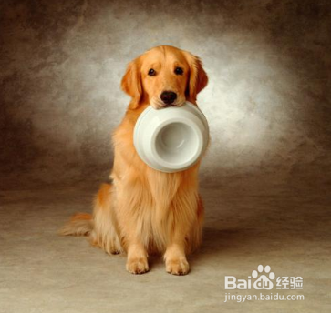 关于初次喂养金毛犬注意事项，主人需要了解这些