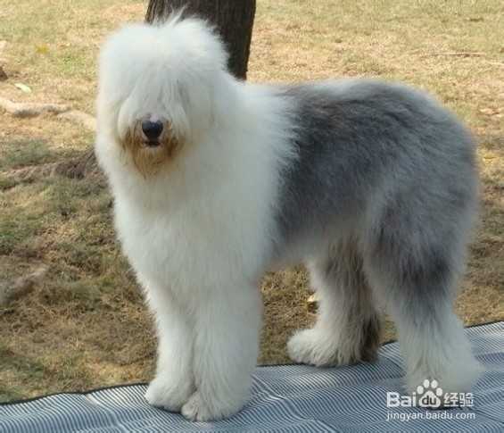 边境牧羊犬多少钱一只