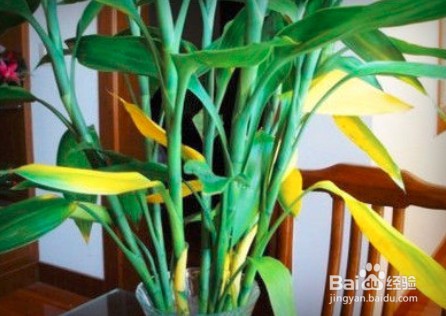 富贵竹冬天发干枯萎了怎么办