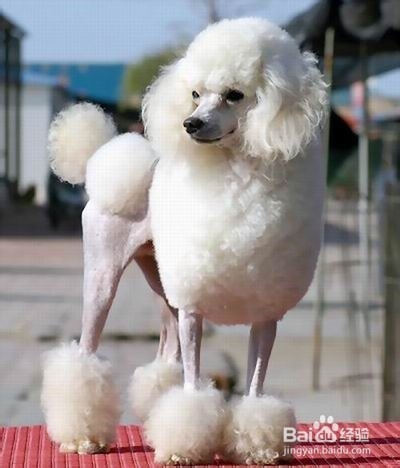 狗狗,我的世界不能没有你