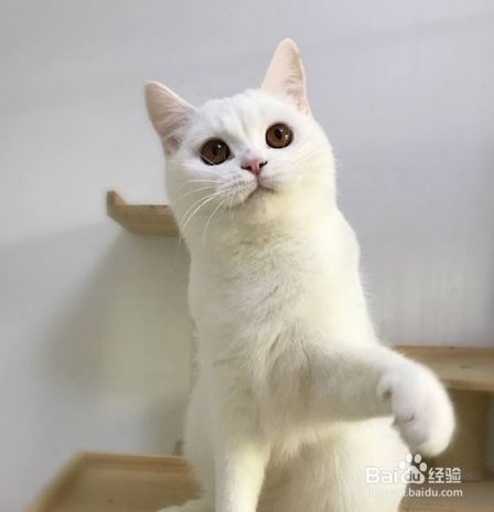 纯白英短的鉴别方法 百度经验 纯白英短的鉴别方法 百度经验