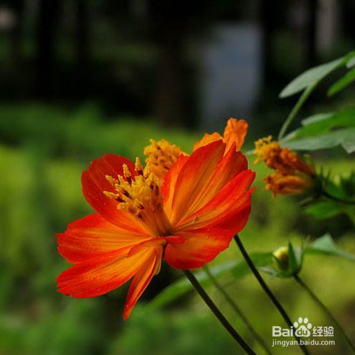 硫华菊怎么养？