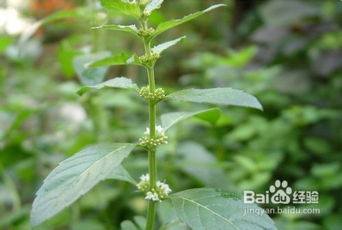 怎样用薄荷自制空气清新剂