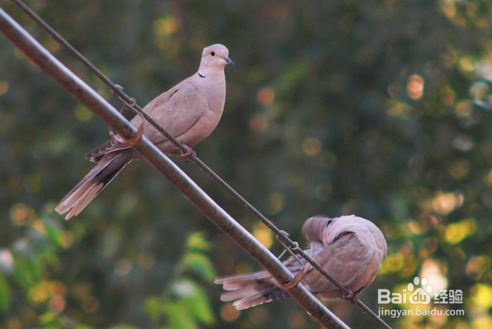 怎样让灰斑鸠 不吵