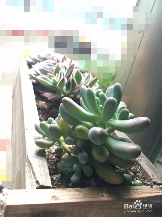 新手养多肉植物需要注意什么