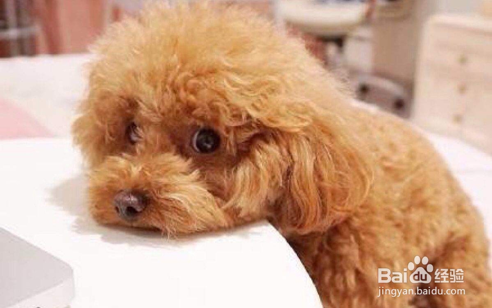 狗瘟(犬瘟热)的准确辨别方法是什么?