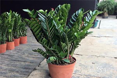 金钱树倒伏怎么办