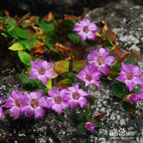 该如何养殖红花龙胆