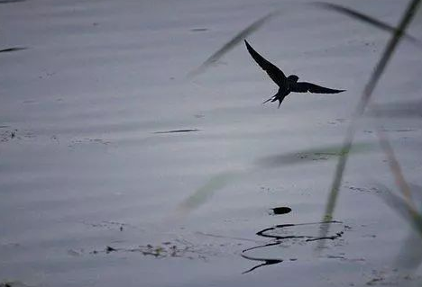 燕子乱飞是什么原因