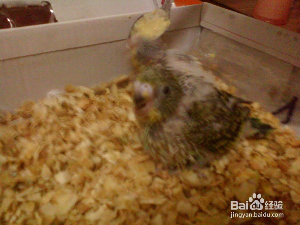 怎么喂养刚出生的虎皮鹦鹉