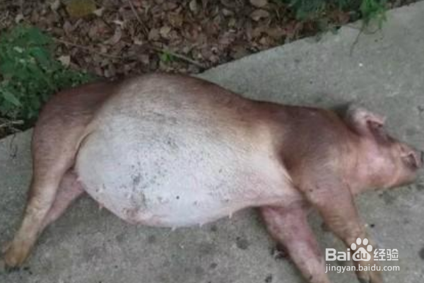 小猪肚子胀气解决方法有哪些?