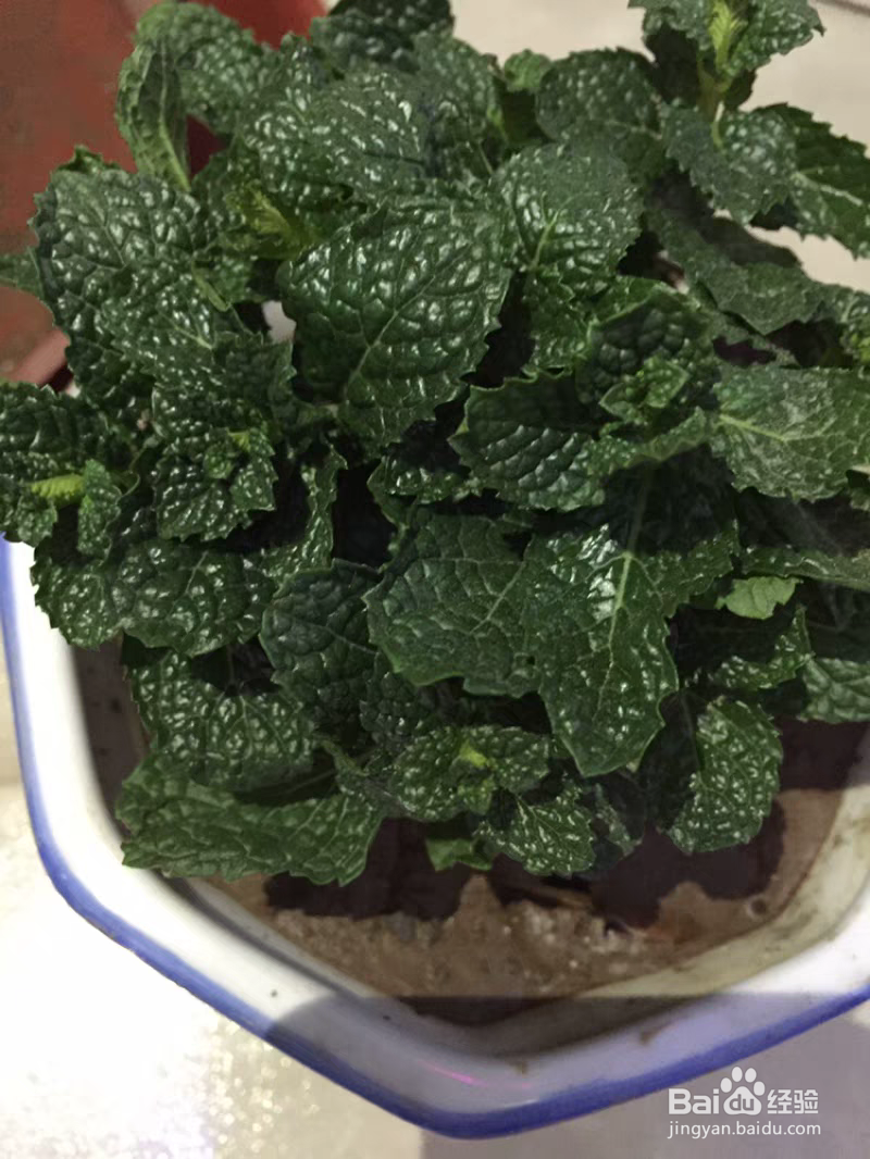 薄荷长红蜘蛛怎么处理