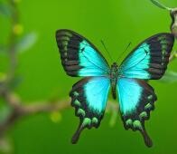 蝴蝶宝宝是怎么引起的