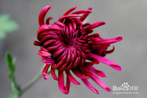 植物拉丁学名怎么命名 百度经验