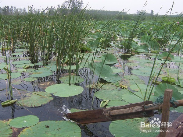 山东省济宁旅游景点攻略