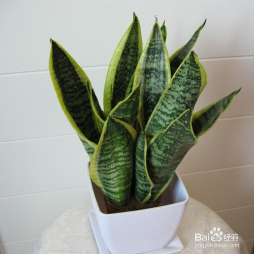 这6种植物能除甲醛，你知道吗？