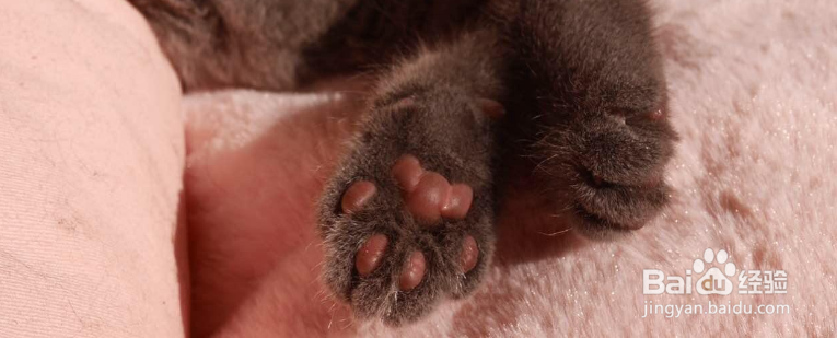 有哪些事情是不能对猫咪做的？