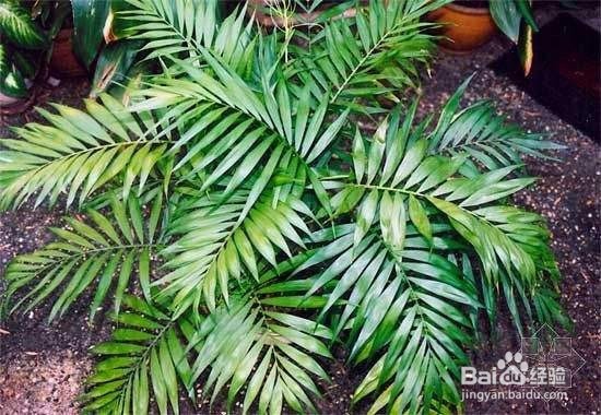 散尾竹室内如何养