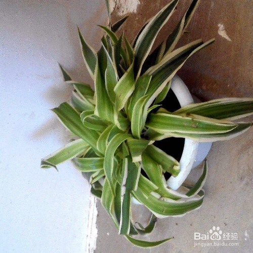 吊兰叶尖发黑干枯怎么处理
