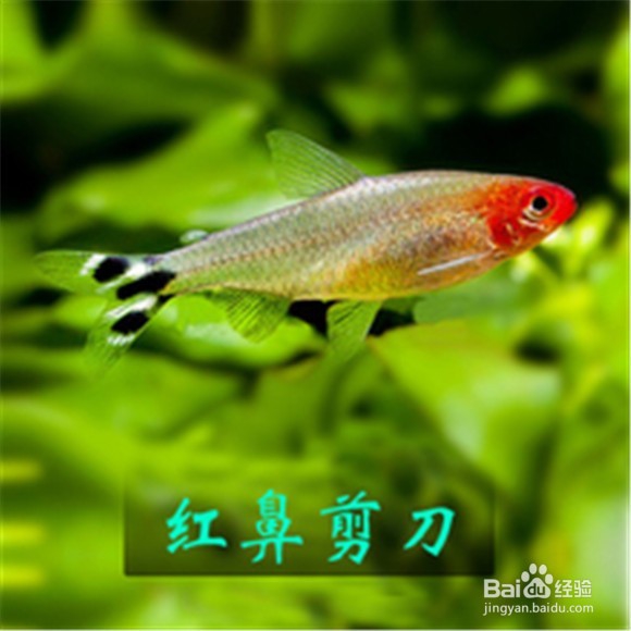 红鼻子剪刀鱼怎么养比较好