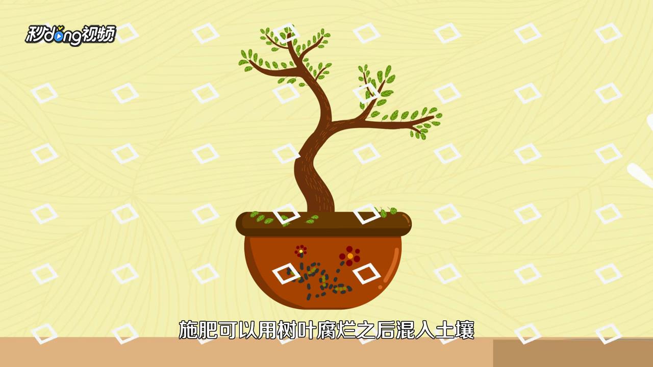 发财树怎么养才长得好