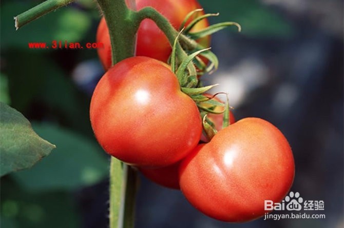 抗病抗癌抗衰老!8种食物